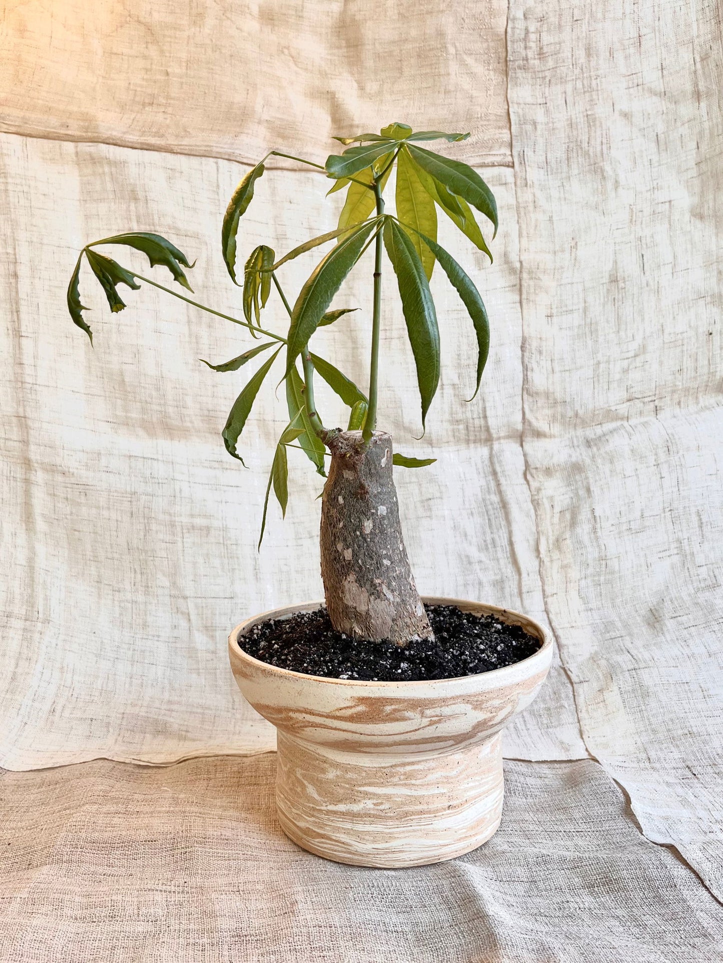 44 medium sandstorm planter - Mipa's pots and plants