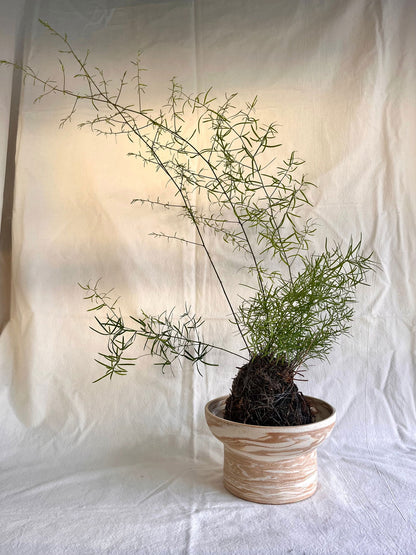 44 medium sandstorm planter - Mipa's pots and plants