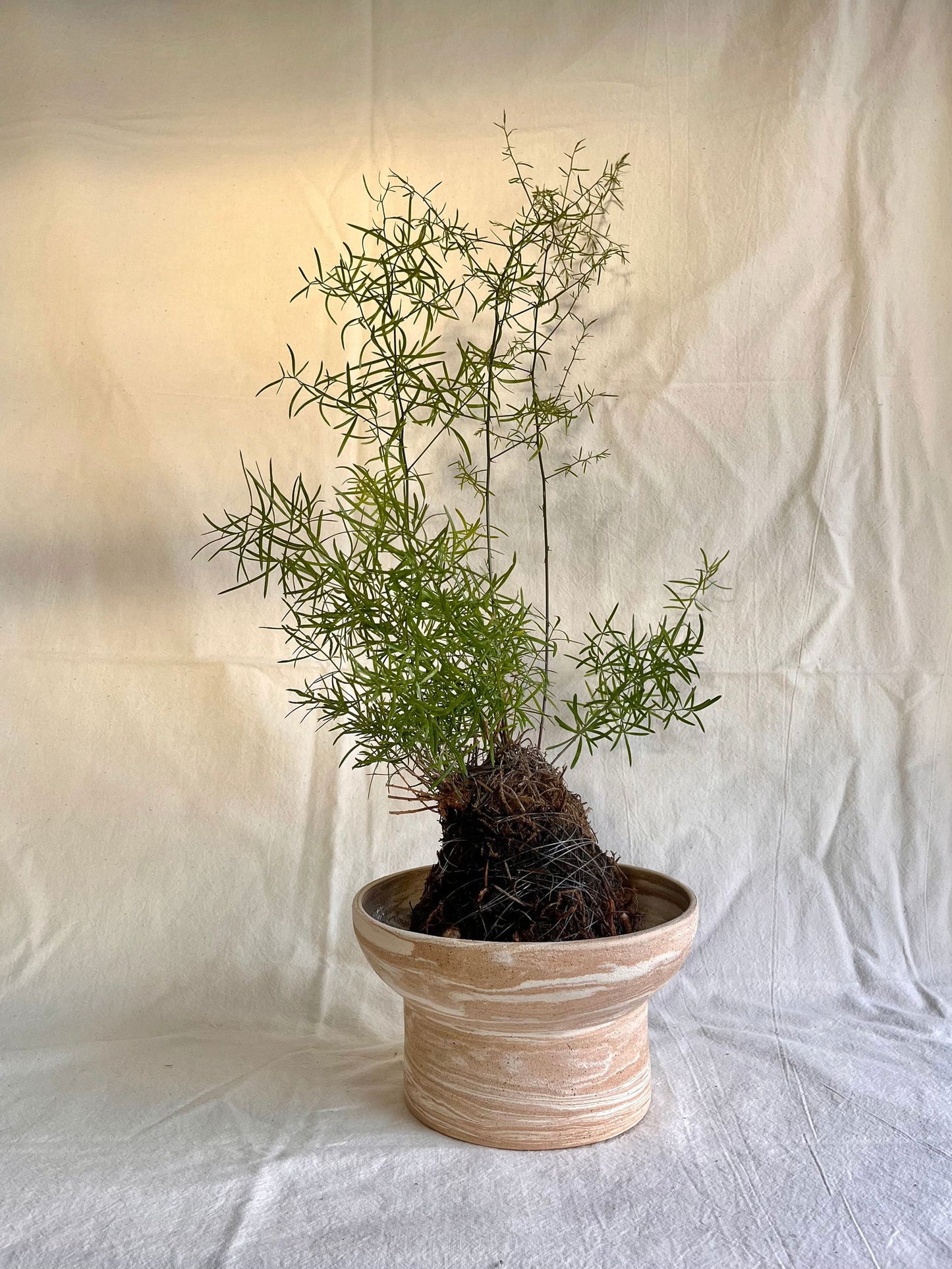 44 medium sandstorm planter - Mipa's pots and plants