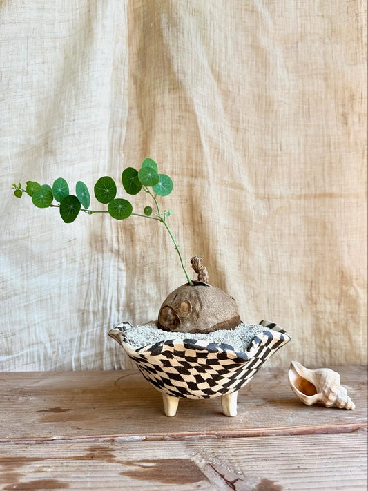 Stephania erecta w/ planter