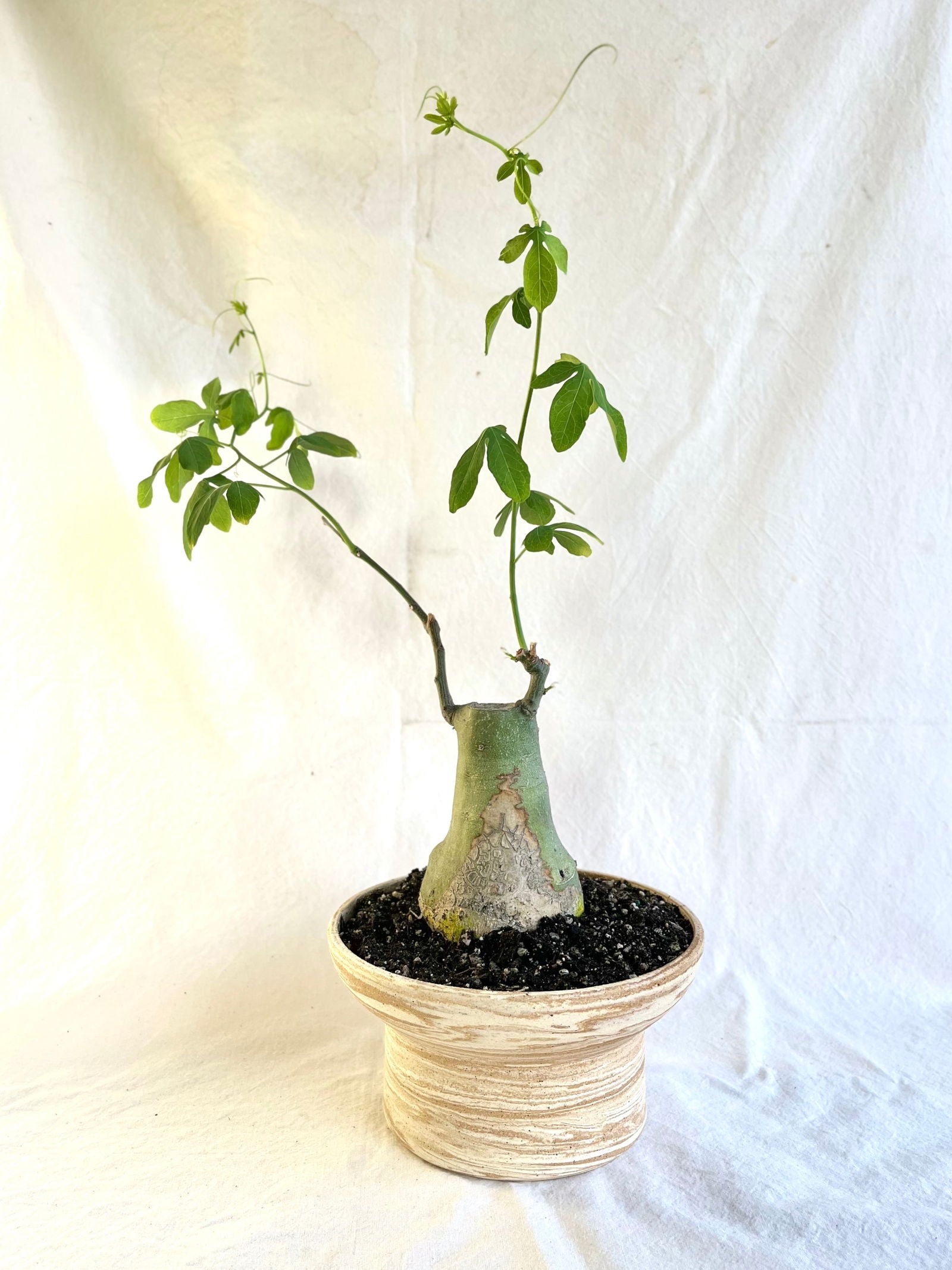 45 small sandstorm planter - Mipa's pots and plants