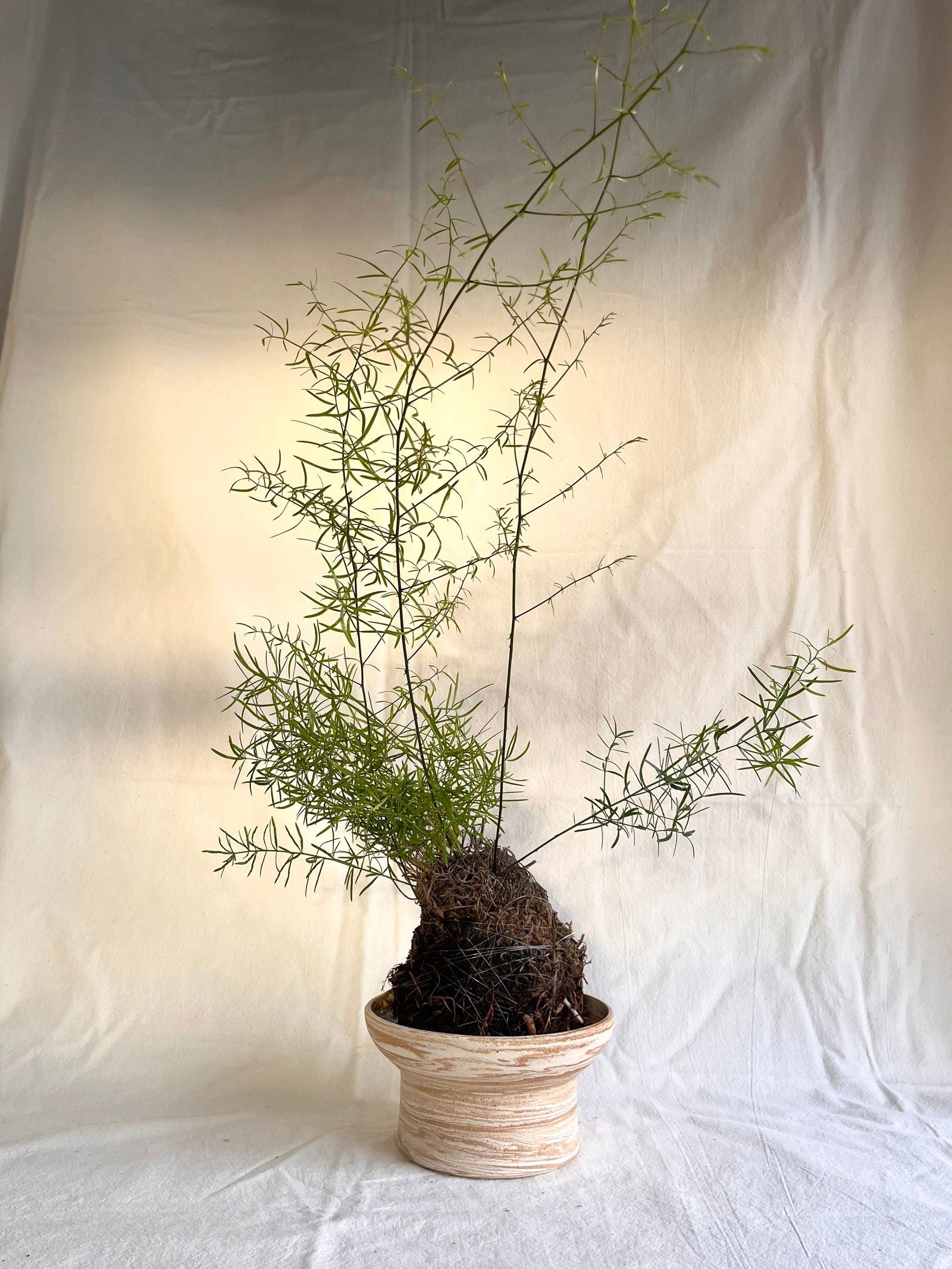 45 small sandstorm planter - Mipa's pots and plants