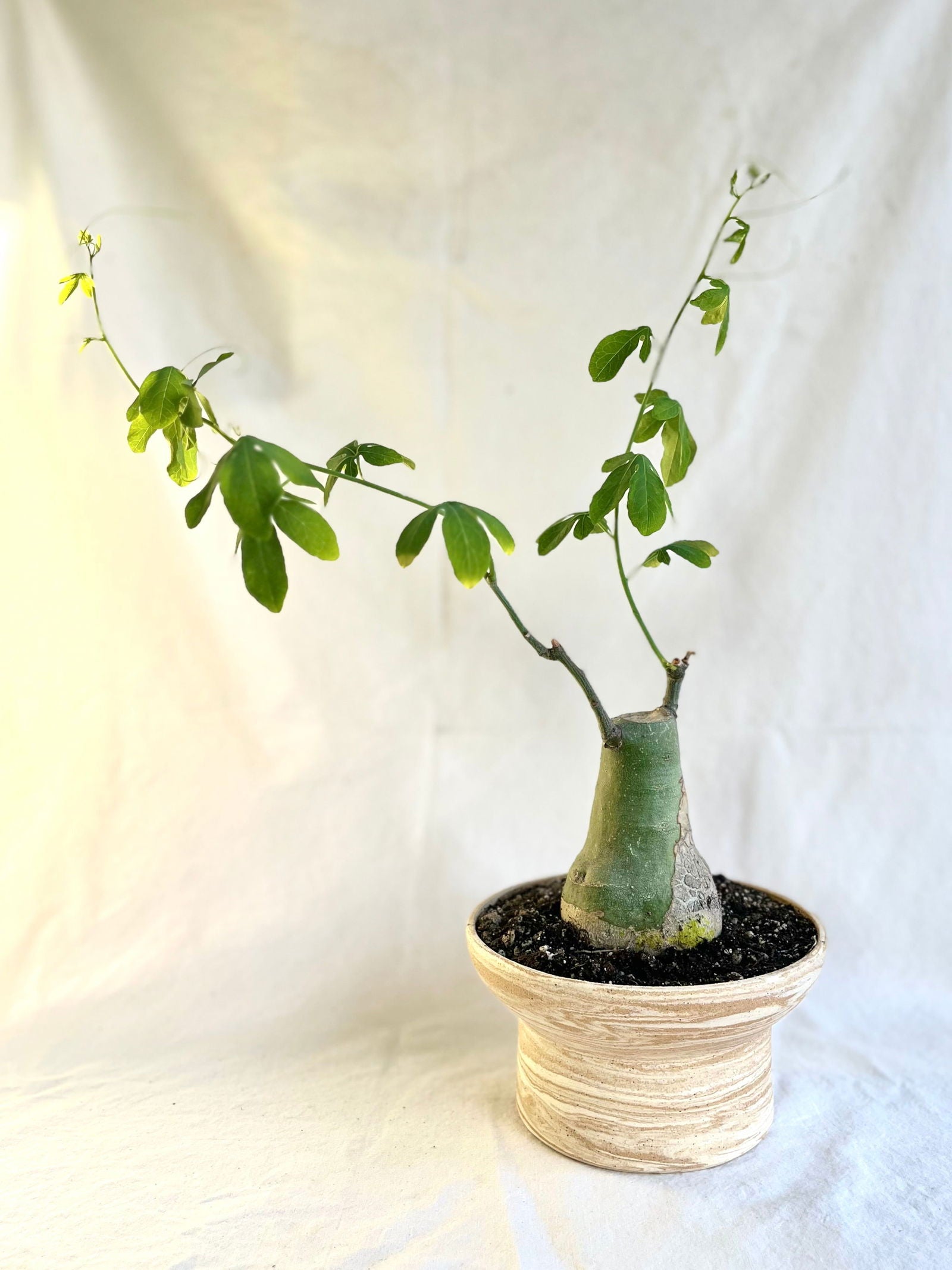 45 small sandstorm planter - Mipa's pots and plants