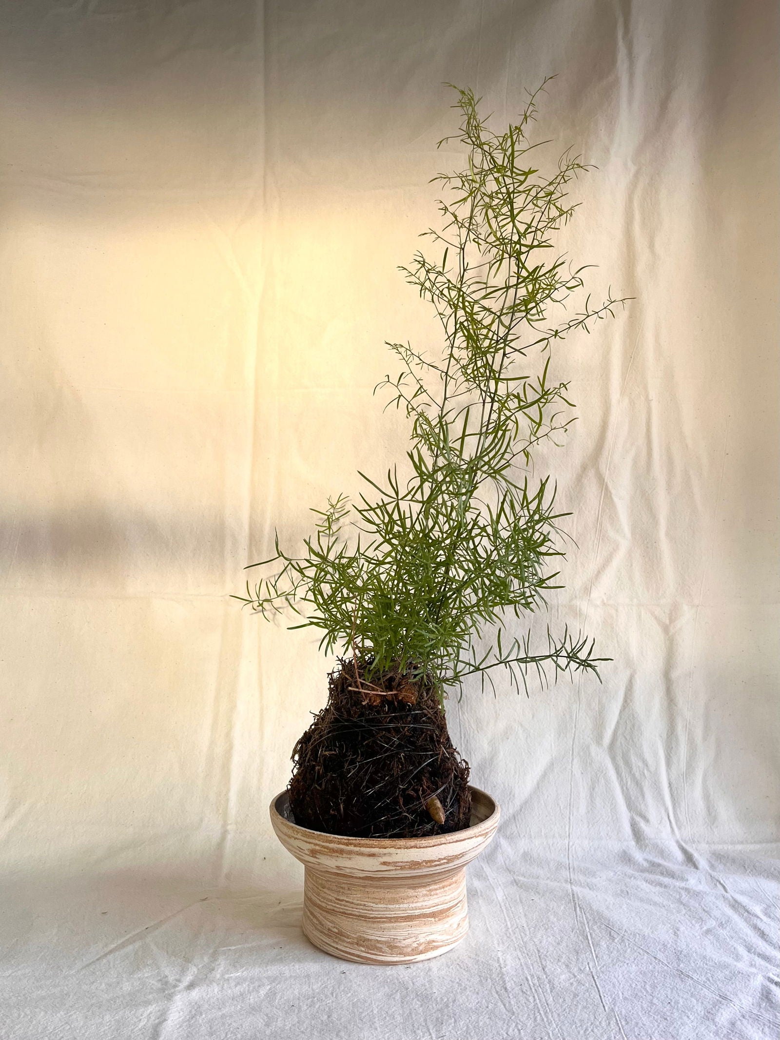 45 small sandstorm planter - Mipa's pots and plants