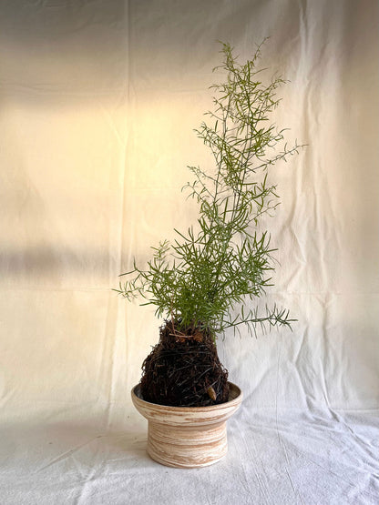 45 small sandstorm planter - Mipa's pots and plants