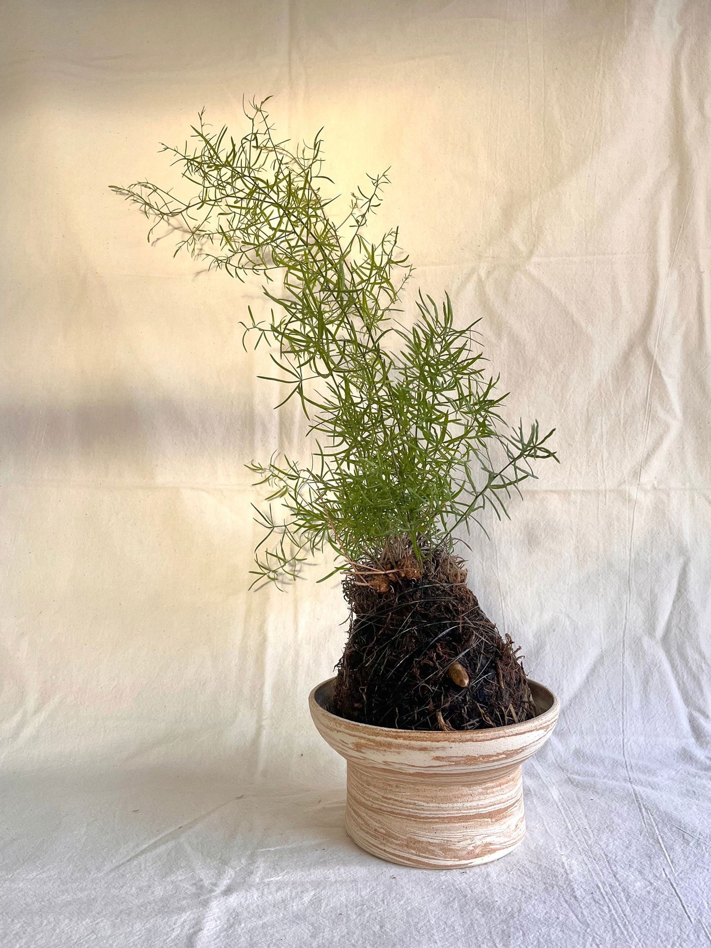45 small sandstorm planter - Mipa's pots and plants