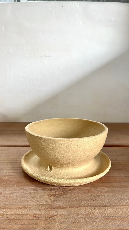 46 caudex planter - Mipa's pots and plants