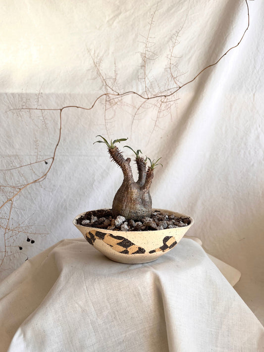46 cookie planter - Mipa's pots and plants