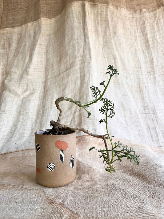 46 inlay planter - Mipa's pots and plants