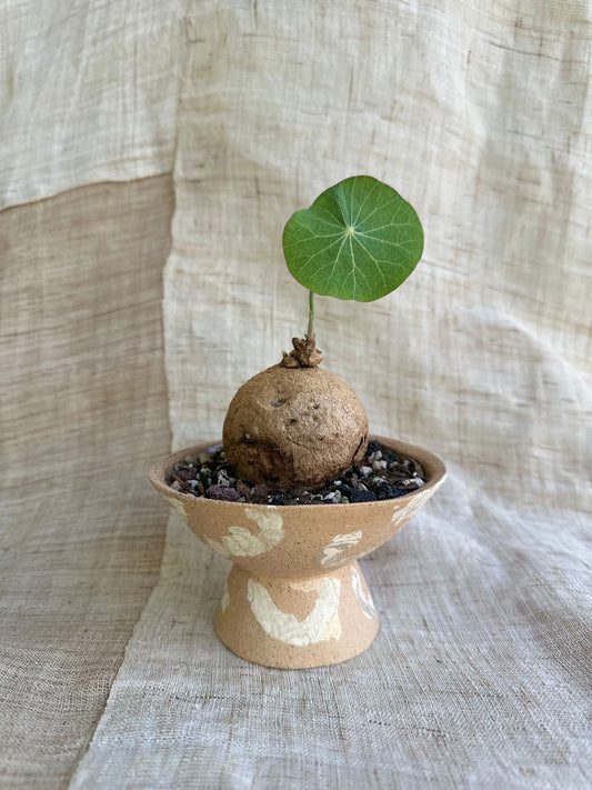 46 s.b planter - Mipa's pots and plants