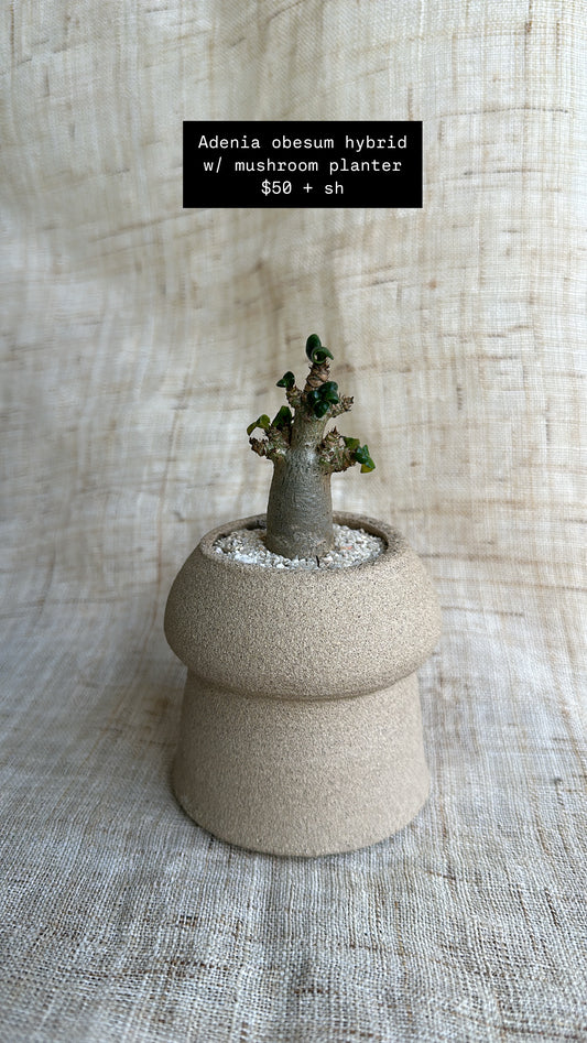 Adenia hybrid w/ mud mushroom planter