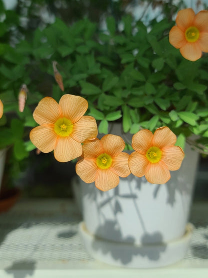 Oxalis obtusa ‘Fanta’ bulb