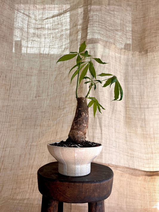 47 c/c striped planter - Mipa's pots and plants
