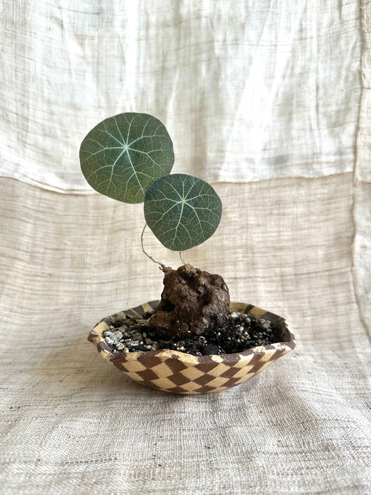 48 checkers planter - Mipa's pots and plants
