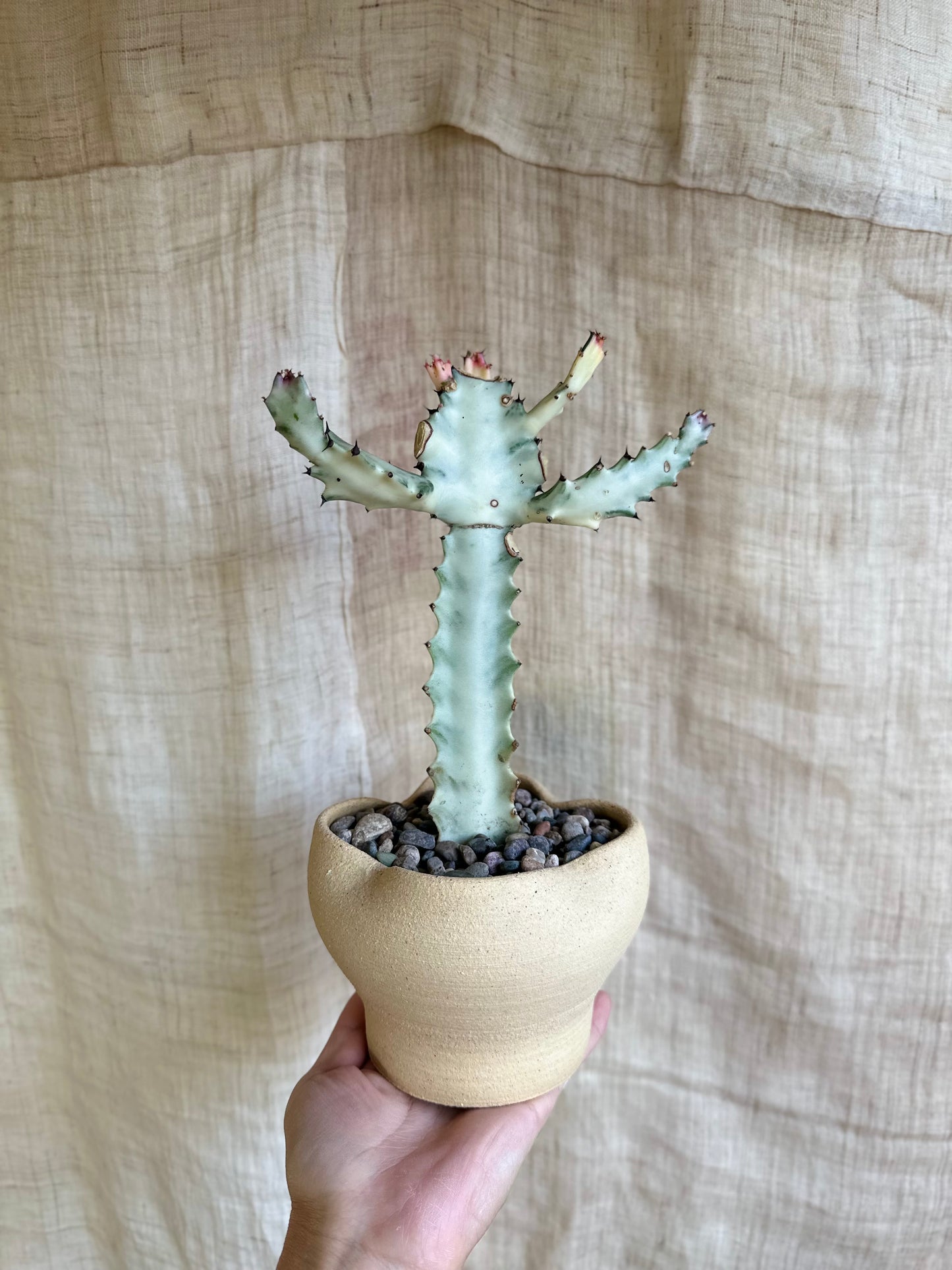 White ghost cactus w/ flower planter