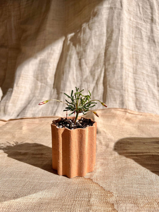 49 wiggle planter - Mipa's pots and plants