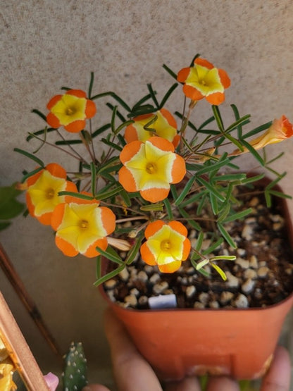 Oxalis 'Yael' bulb