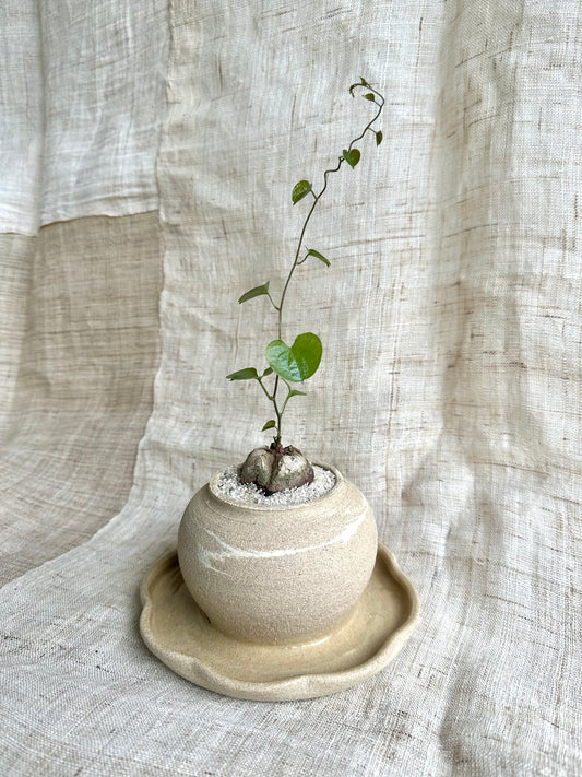 dioscorea elephantipes w/ planter