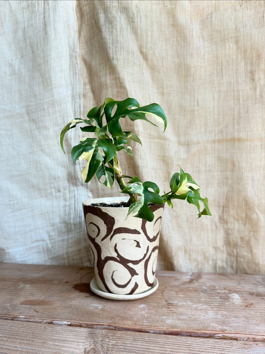 Variegated mini monstera w/ planter set