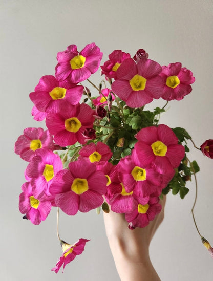 Oxalis obtusa 'Ruby' bulb