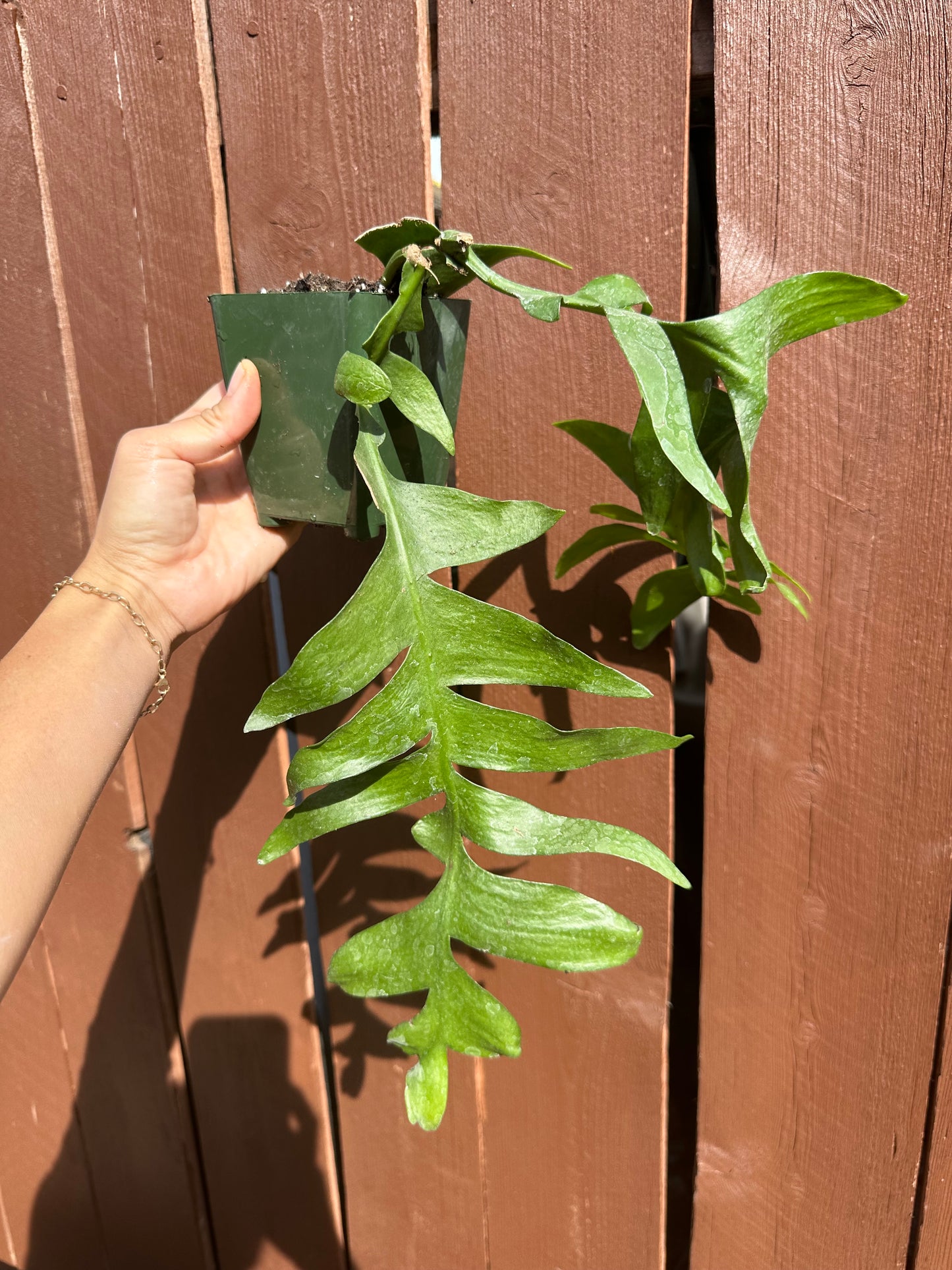 Fern leaf cactus w/ sandstorm hanging planter