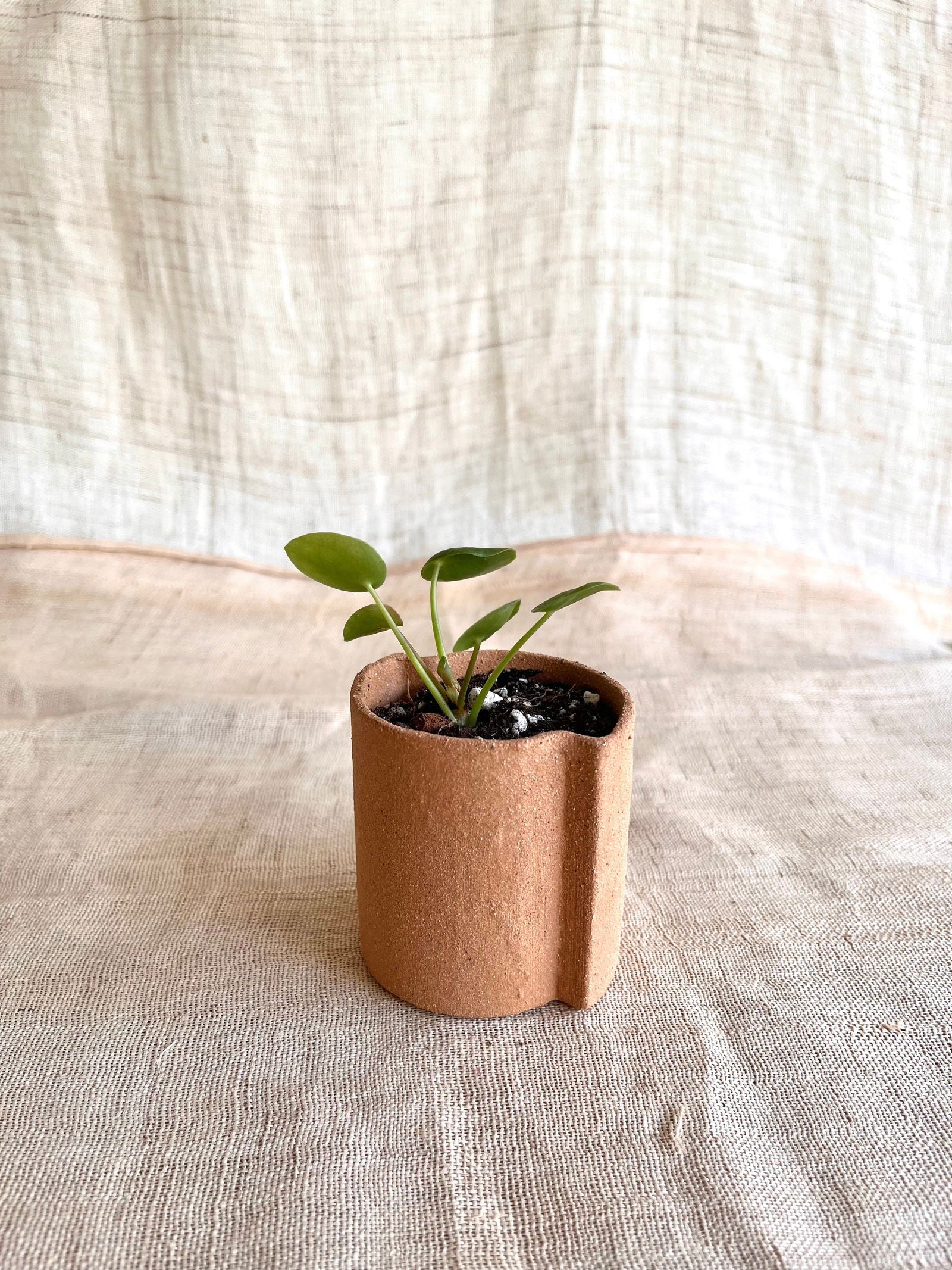 50 half circles planter - Mipa's pots and plants