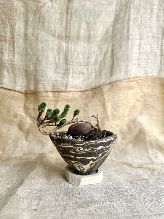 50 inkwash planter set - Mipa's pots and plants