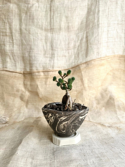 50 inkwash planter set - Mipa's pots and plants