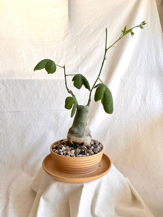 50 pagoda planter - Mipa's pots and plants