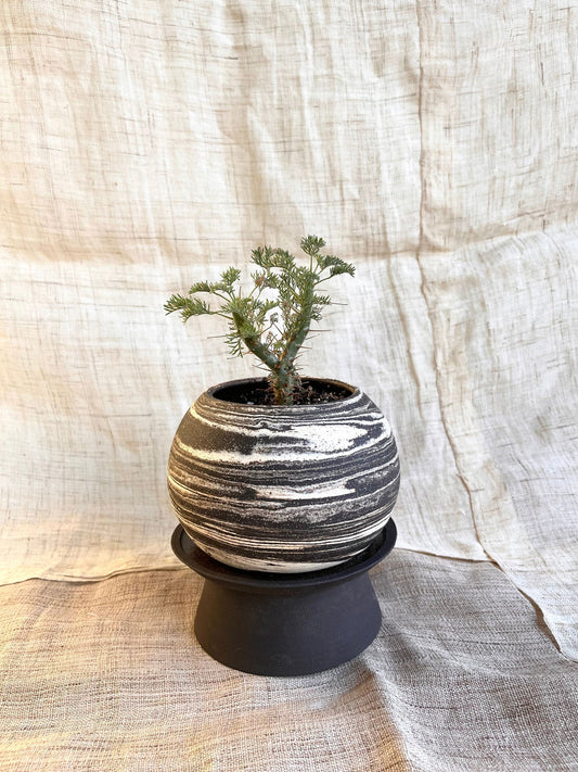 51 inkwash pedestal saucer set - Mipa's pots and plants