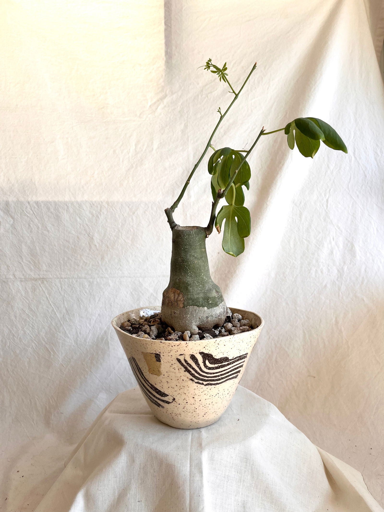 51 planter - Mipa's pots and plants