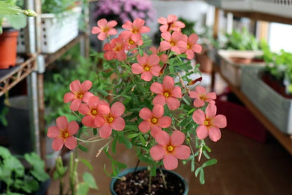 Oxalis ‘Red gold’