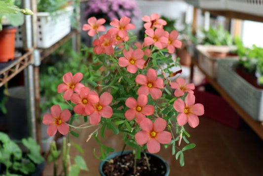 Oxalis ‘Red gold’