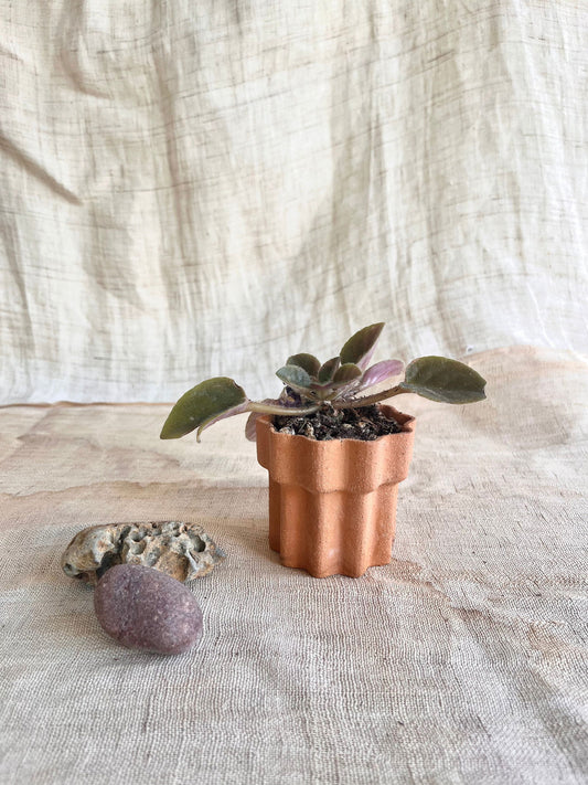 53 jello planter - Mipa's pots and plants