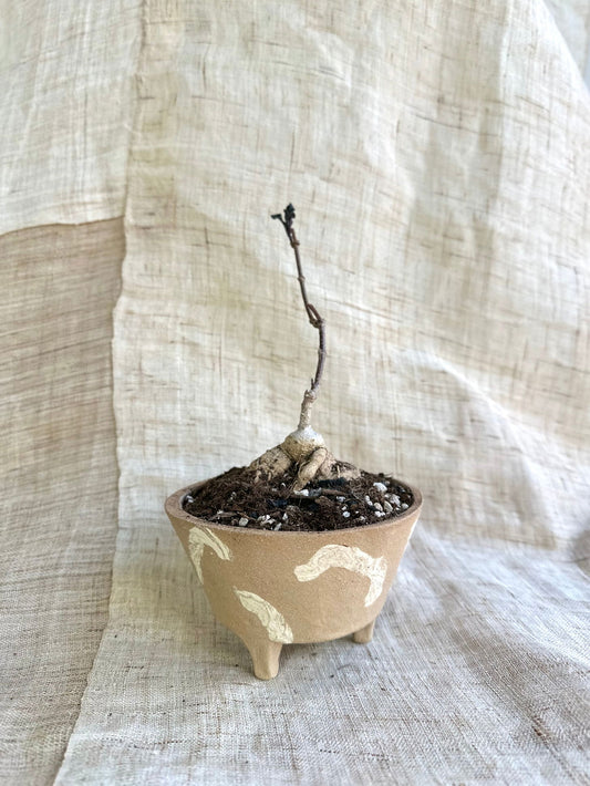 55 mud planter - Mipa's pots and plants