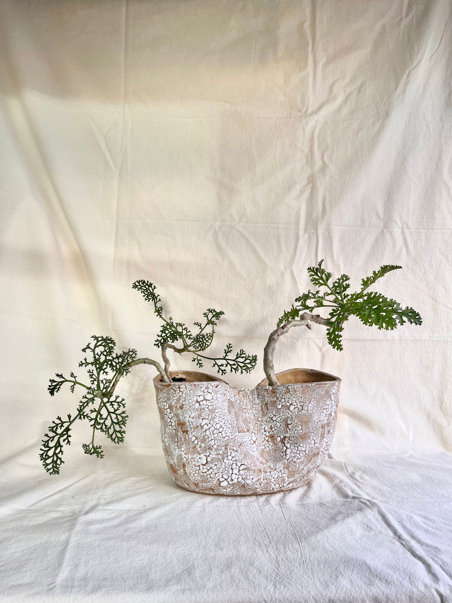 55 snow planter - Mipa's pots and plants