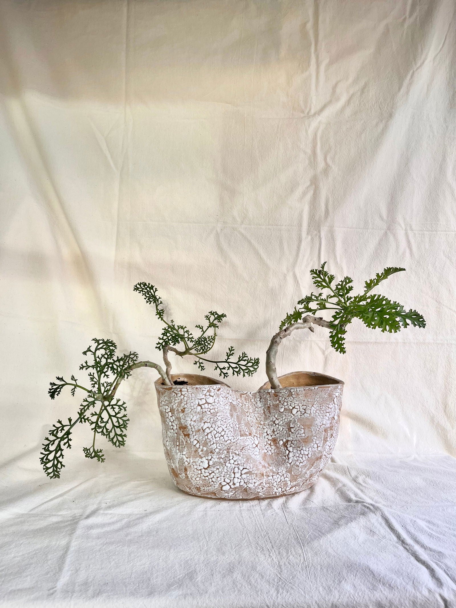 55 snow planter - Mipa's pots and plants