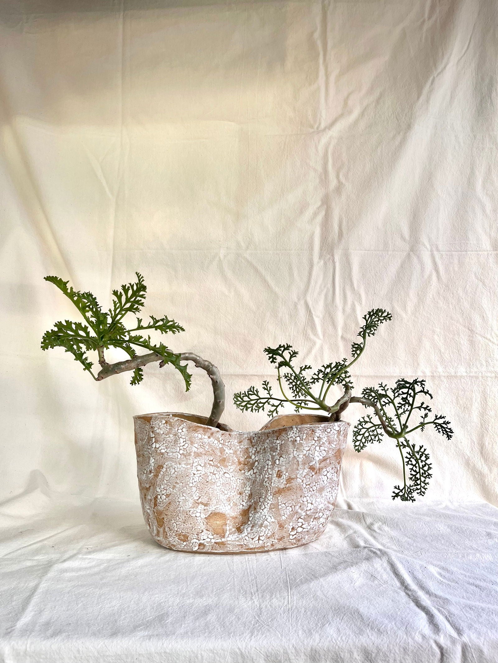 55 snow planter - Mipa's pots and plants