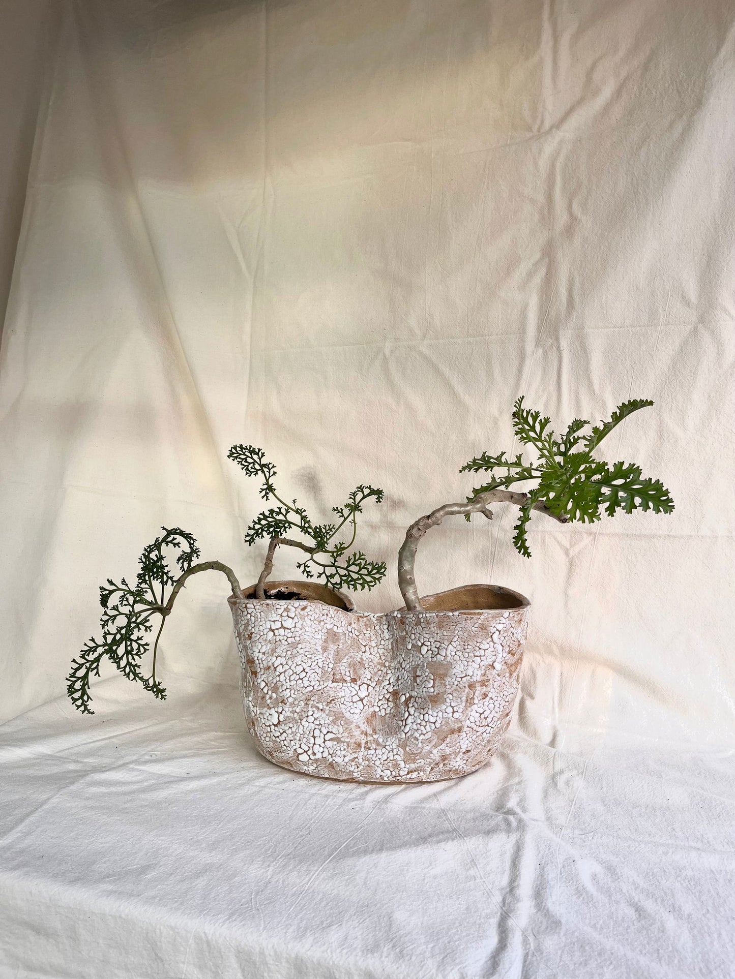 55 snow planter - Mipa's pots and plants