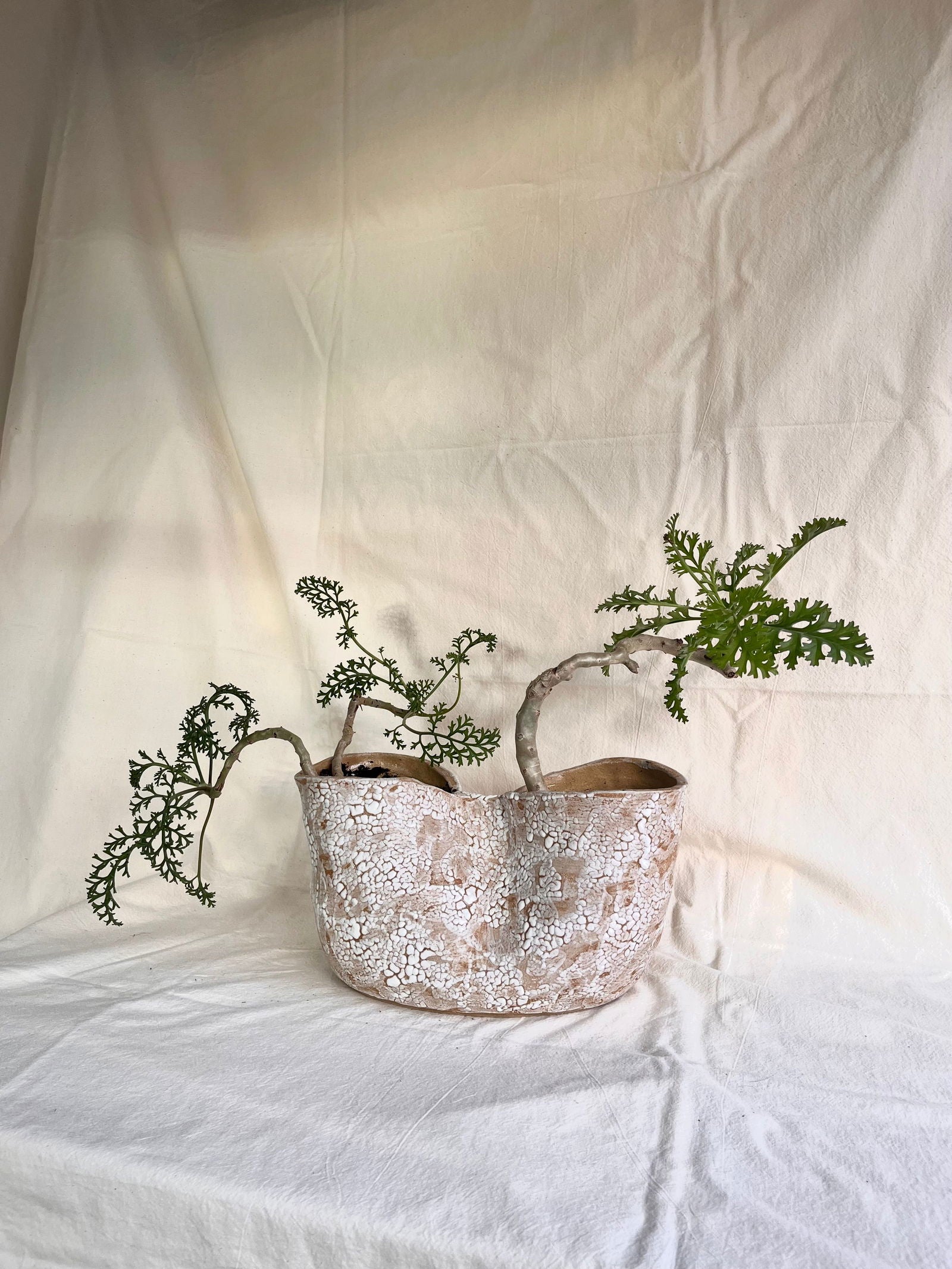 55 snow planter - Mipa's pots and plants