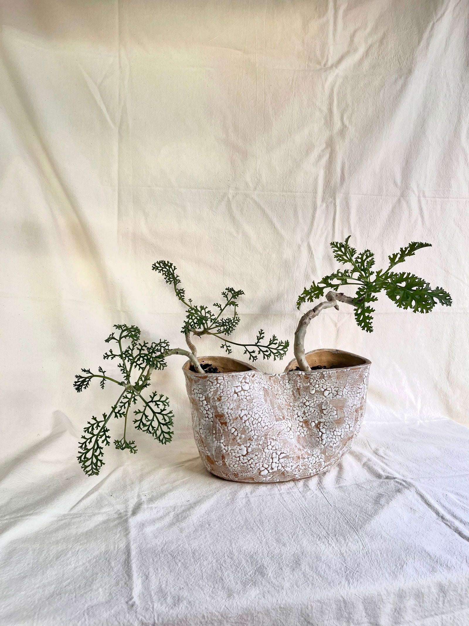 55 snow planter - Mipa's pots and plants