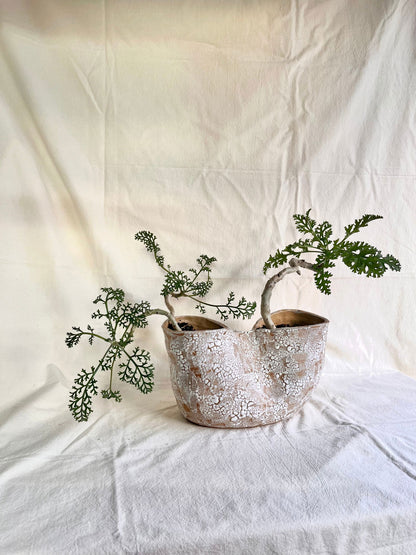 55 snow planter - Mipa's pots and plants
