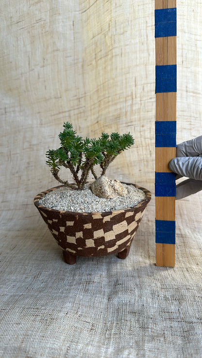 Miniature Joshua tree w mosaic planter