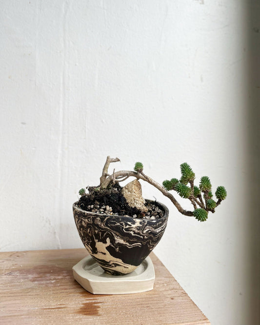 56 inkwash planter set - Mipa's pots and plants