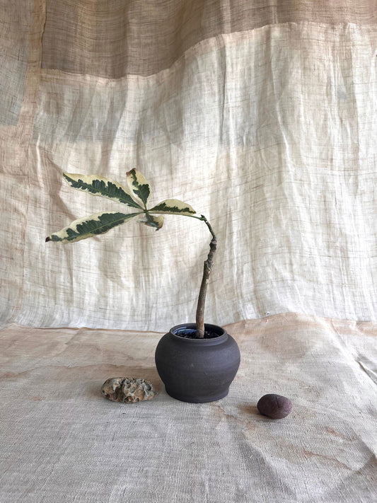 57 small black planter - Mipa's pots and plants