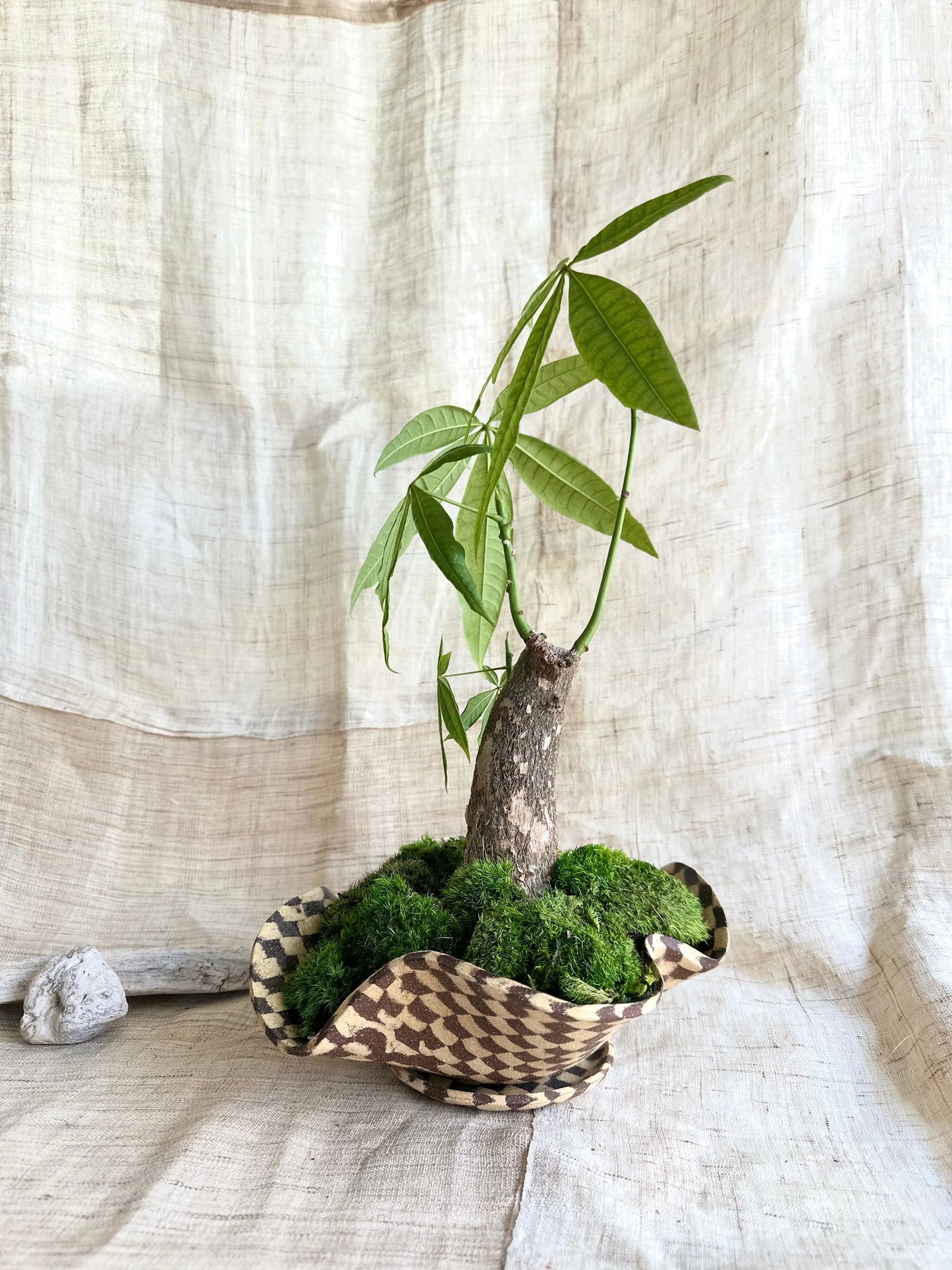 59 checkers planter set - Mipa's pots and plants