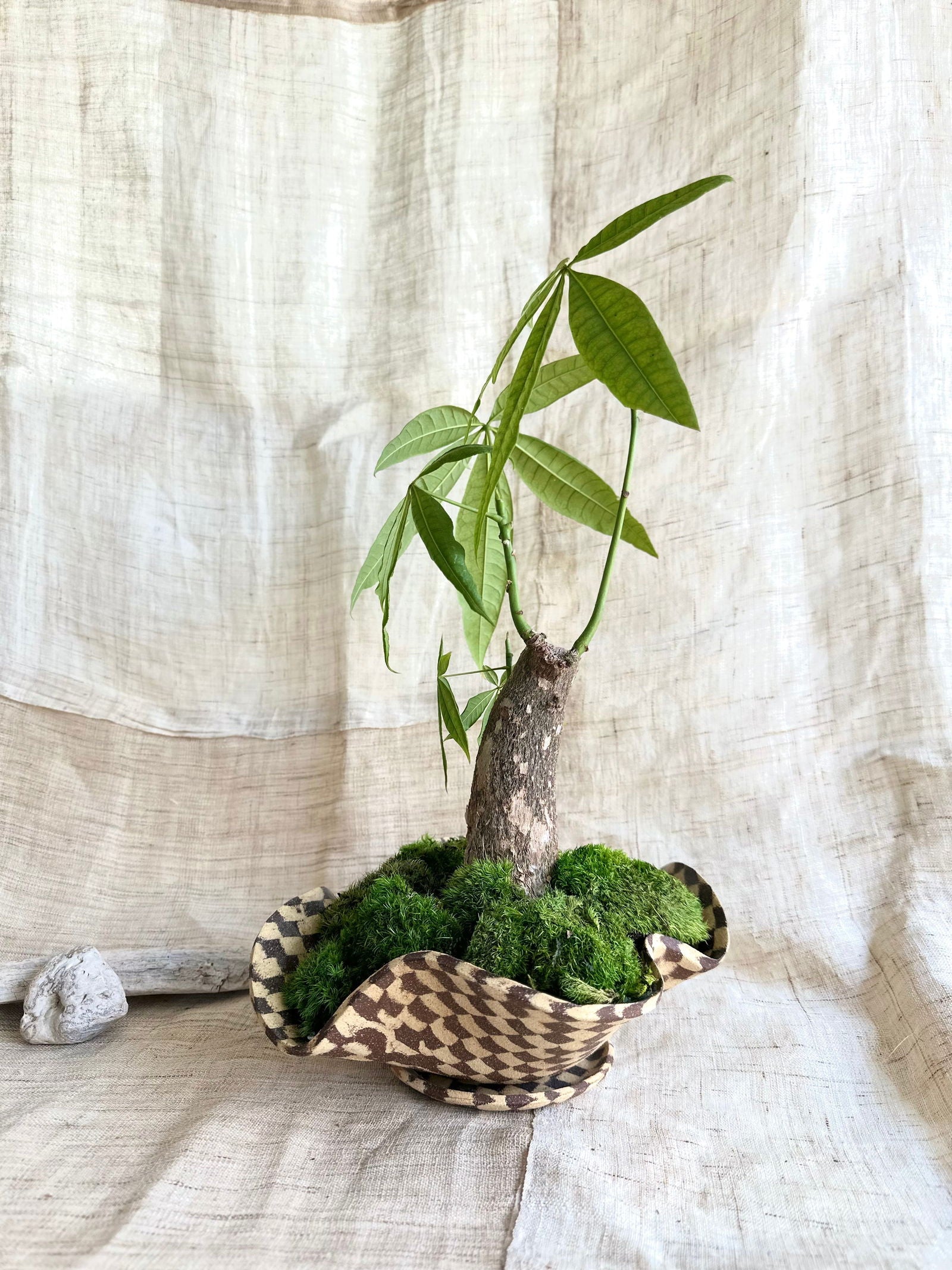 59 checkers planter set - Mipa's pots and plants