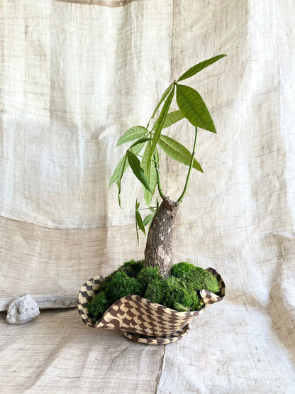 59 checkers planter set - Mipa's pots and plants