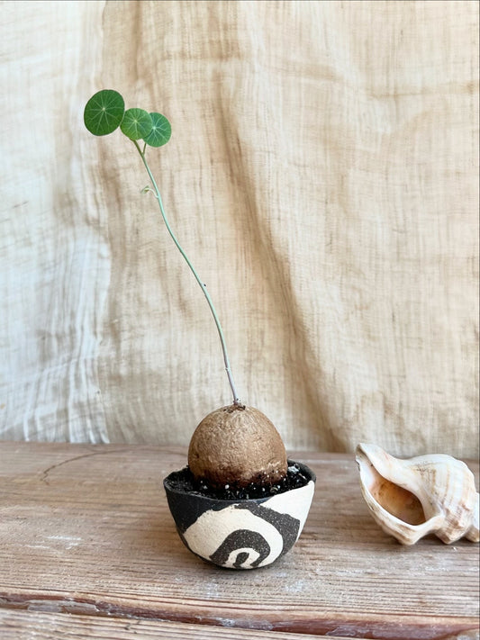 Stephania erecta w/ planter