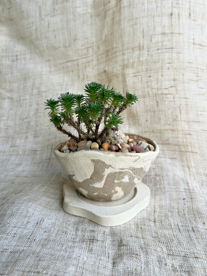 Miniature Joshua tree w/ planter set